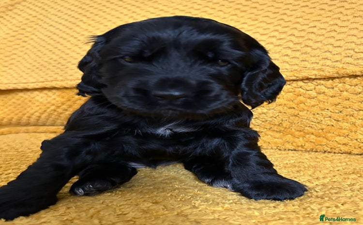 Cocker Spaniel dogs - Advert 3