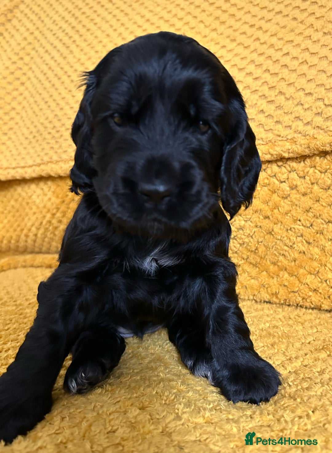 Cocker Spaniel dogs for sale: Outstanding Show Cocker Spaniels DNA Tested - Image 1