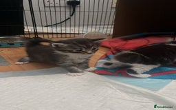 Domestic Shorthair cats for sale: 5 short/fluffy domestic kittens  - Image 7