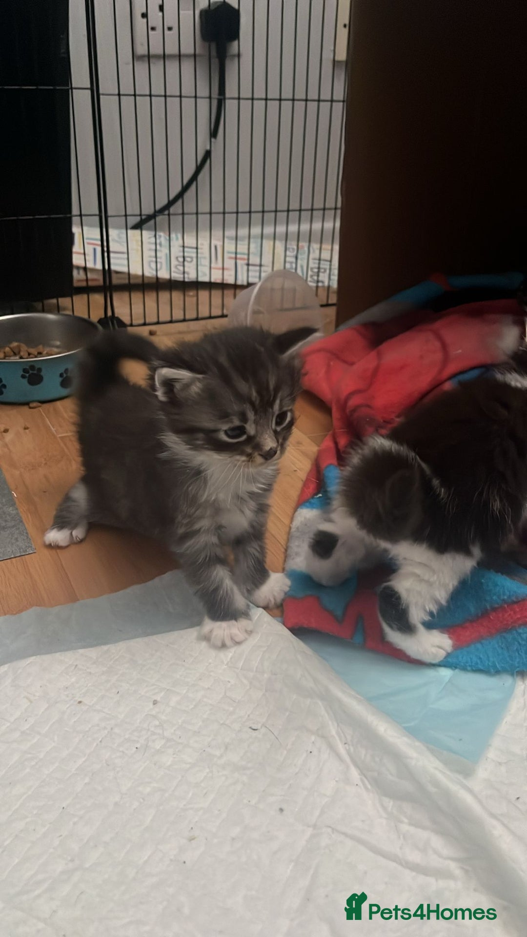 Domestic Shorthair cats for sale: 5 short/fluffy domestic kittens  - Image 7
