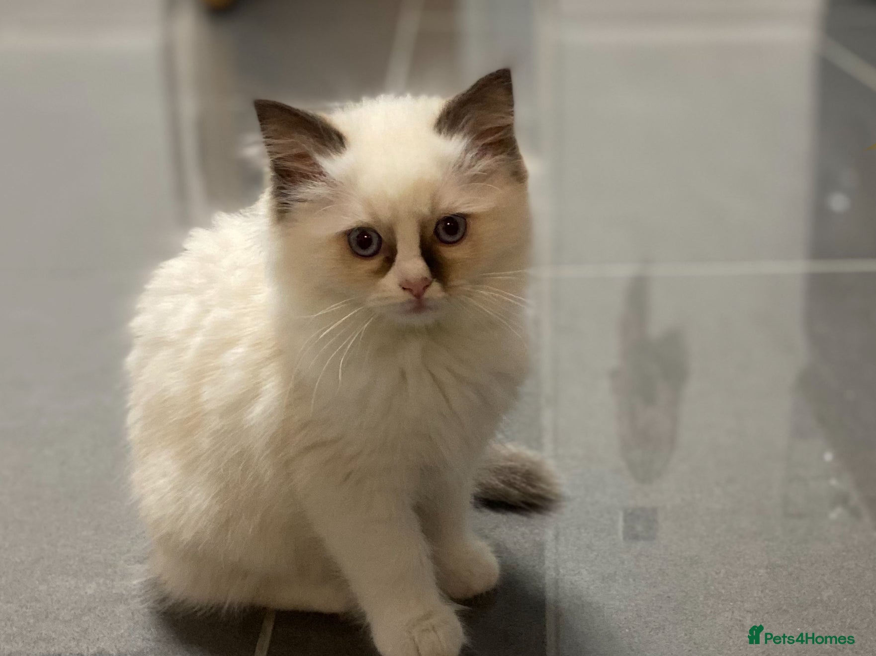 Ragdoll cats 🔷Exclusive Genuine 100 % Traditional Ragdolls  - Advert 4