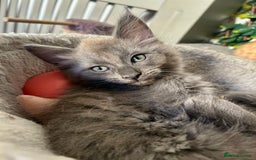 Maine Coon cats for sale: READY NOW! Maine Coon Kittens 🌹 - Image 9