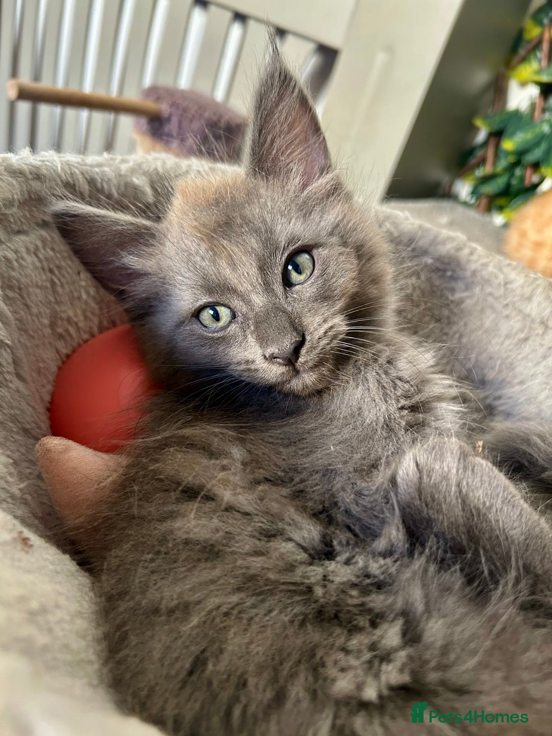 Maine Coon cats for sale: READY NOW! Maine Coon Kittens 🌹 - Image 9