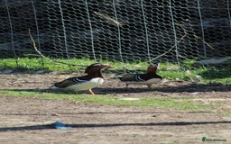 Waterfowl poultry for sale: Mandarin Ducks - Image 5