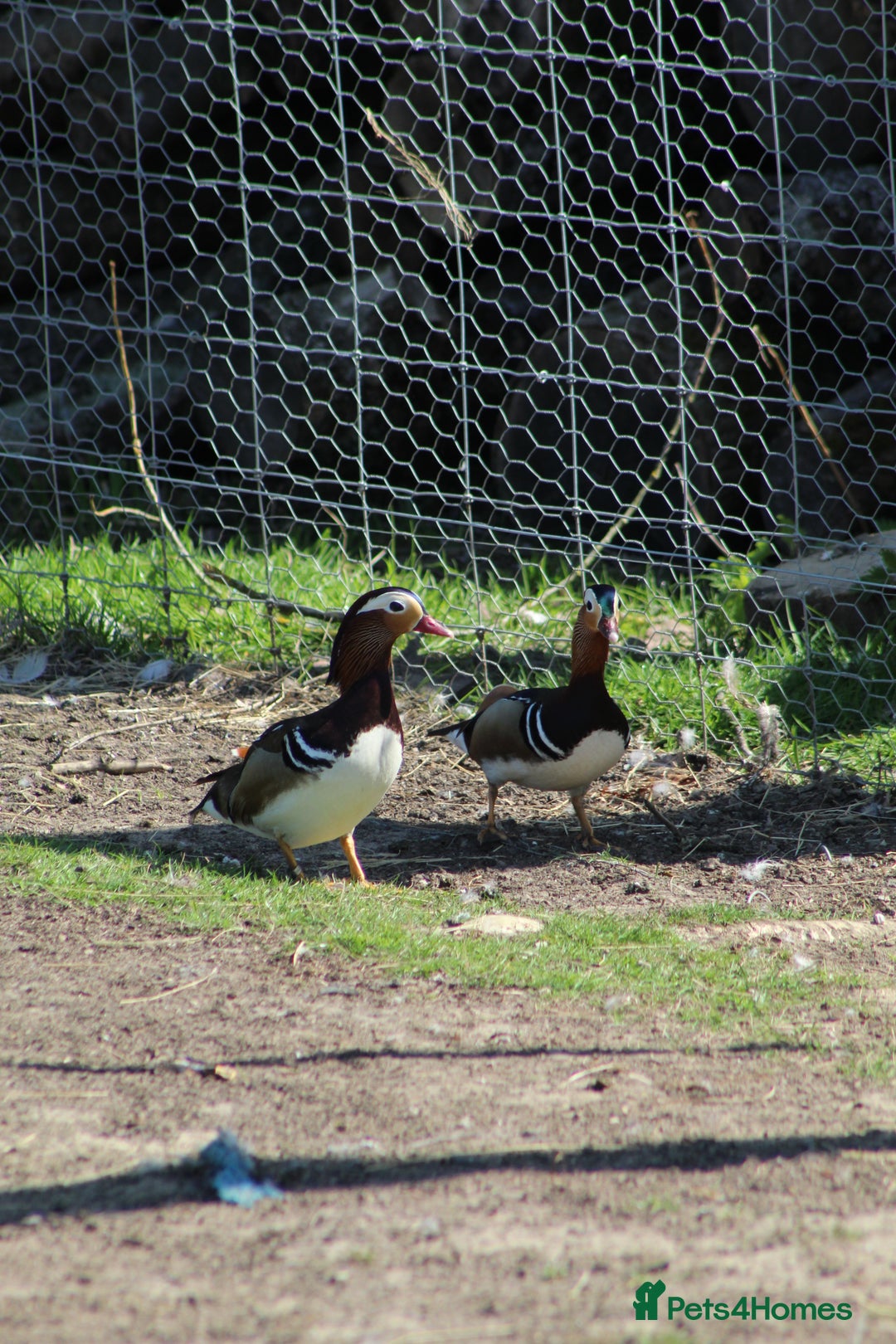 Waterfowl poultry for sale: Mandarin Ducks - Image 5