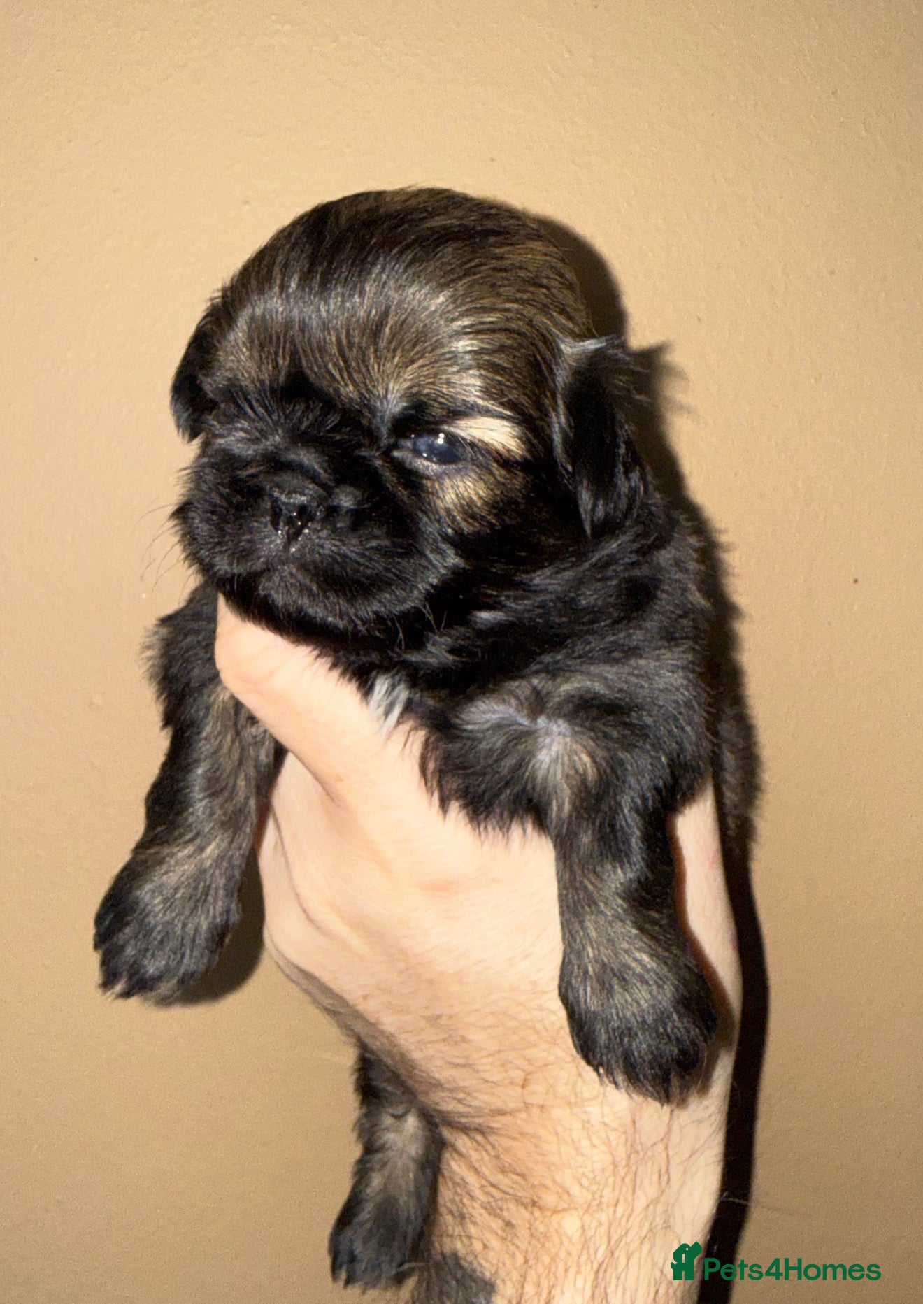 Shih Tzu dogs 💛🧡💜Stunning KC Shih Tzu Puppies🩷🧡💛 - Advert 6