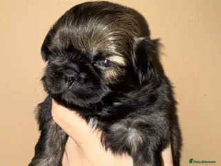 Shih Tzu dogs 💛🧡💜Stunning KC Shih Tzu Puppies🩷🧡💛 - Advert 8