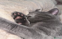British Shorthair cats for sale: Beautiful British short hair  - Image 5