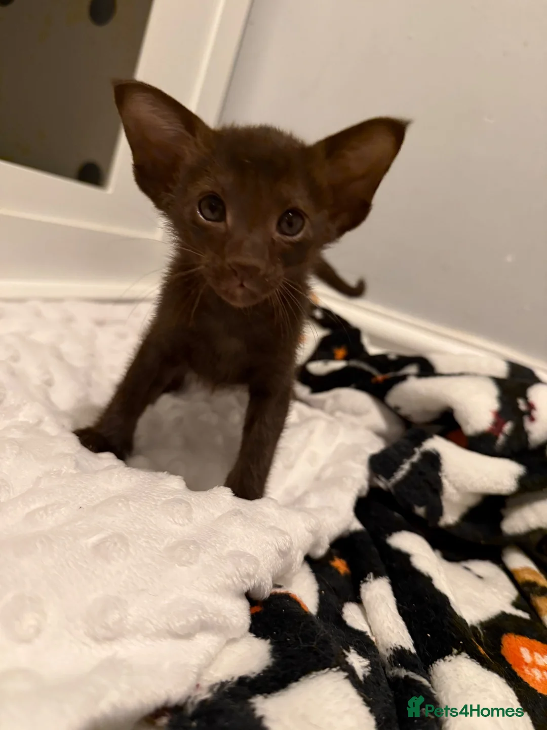 Oriental cats for sale: GCCF - Havana Oriental Baby Girl - Advert 2