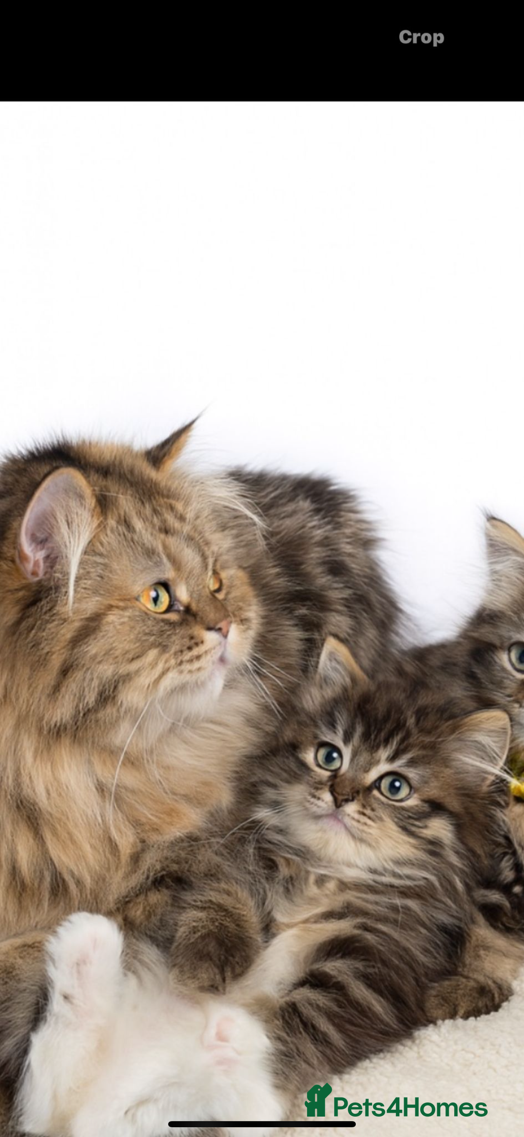 Mixed Breed cats for sale: 🌟 Gorgeous Fluffy Longhair Tabby Boy – 9 Weeks  - Advert 4