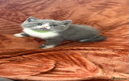 British Shorthair cats for sale: Amazing BSH Kittens  - Image 2