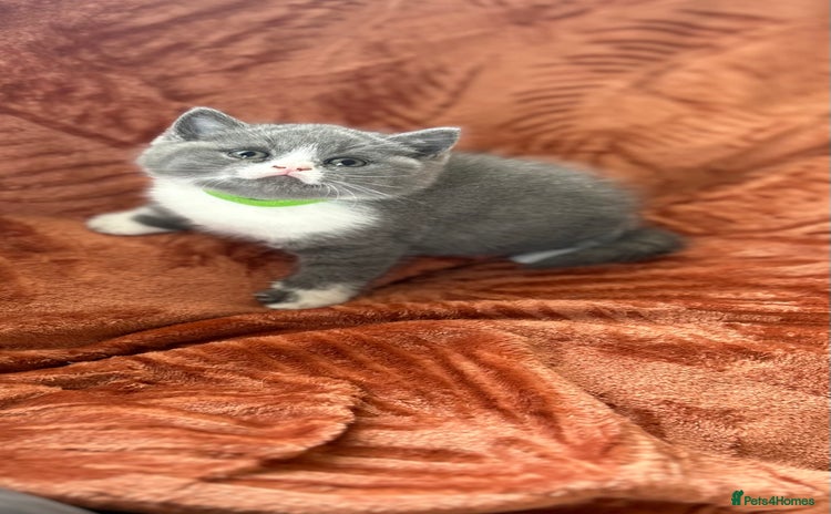 British Shorthair cats - Advert 16
