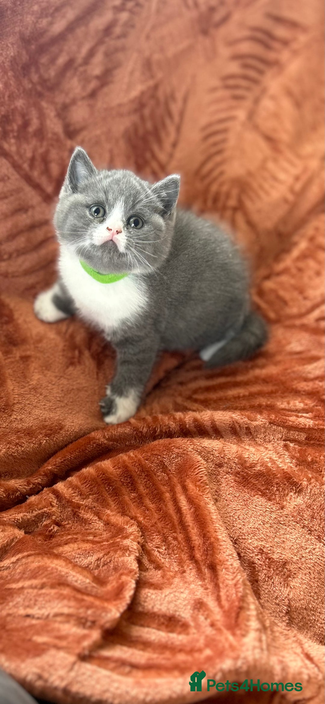 British Shorthair cats for sale: Amazing BSH Kittens  - Image 2