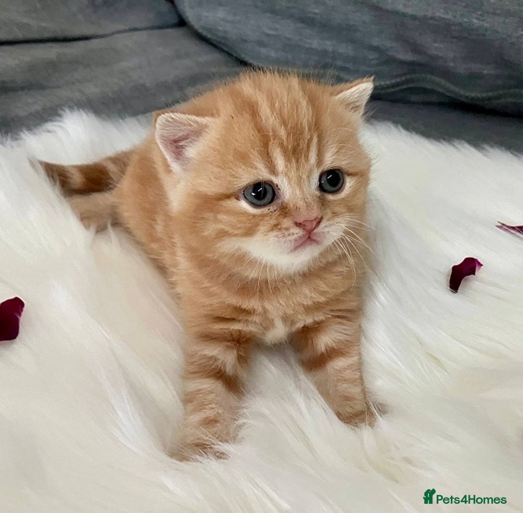 British Shorthair cats for sale: Pedigree Red&Cream kittens - Image 2