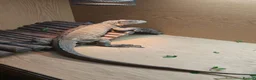 Mixed Breed reptiles for sale: Reptiles for sale mix of different ones  - Advert 8