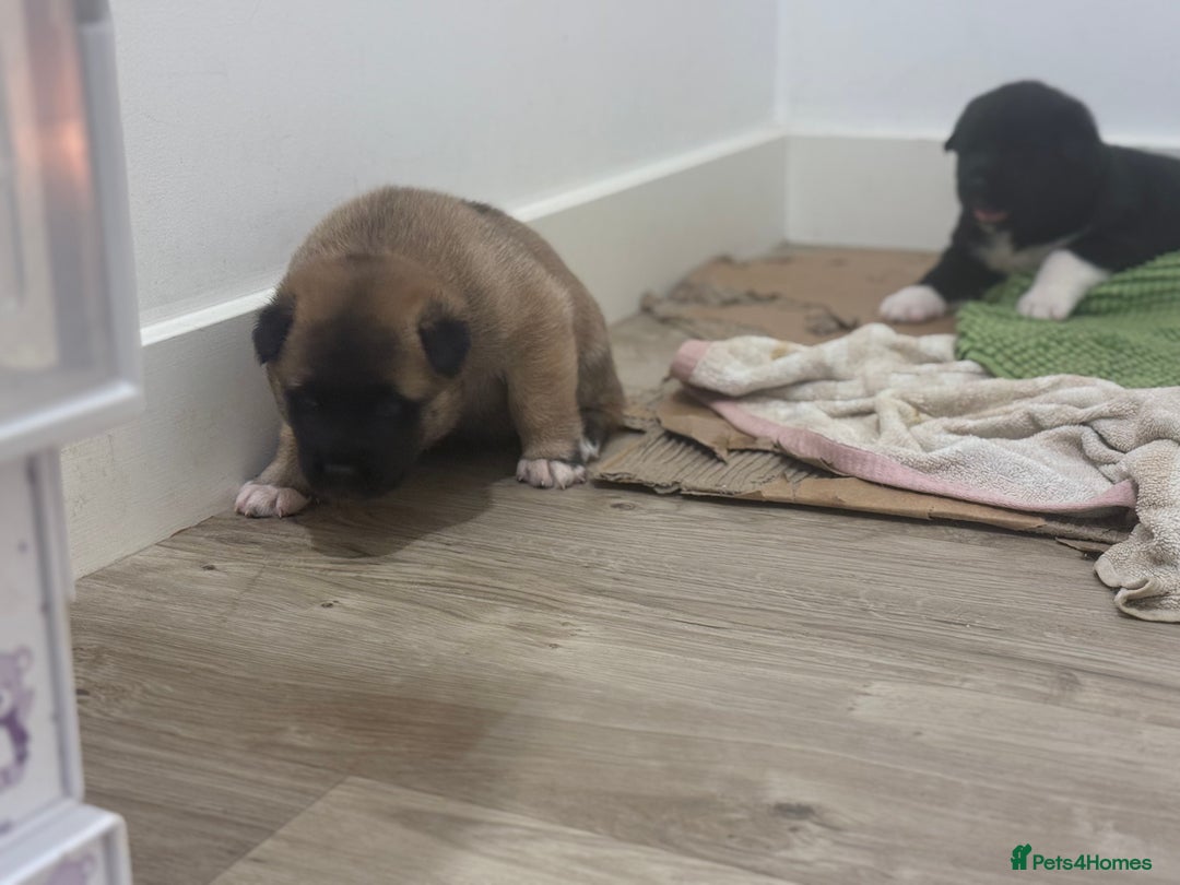 Akita dogs for sale: American Akita puppies - Advert 6