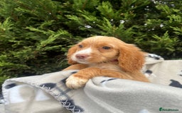 Cocker Spaniel dogs for sale: Five beautiful cocker spaniels - Image 13