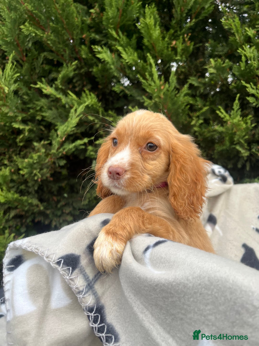 Cocker Spaniel dogs for sale: Five beautiful cocker spaniels - Image 13