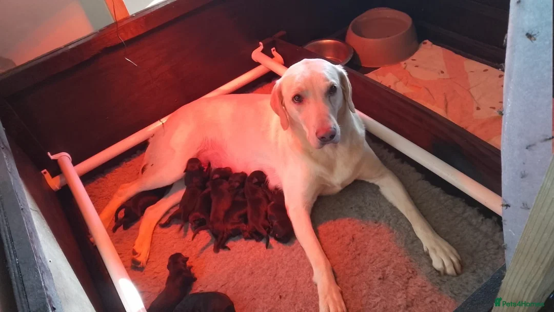 Labrador Retriever dogs for sale: Miss Ashlea shutler  - Advert 11
