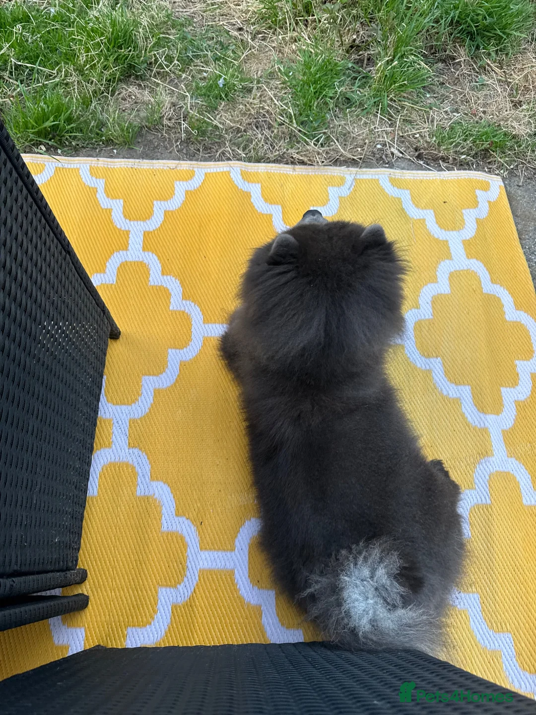 Chow Chow dogs for sale: Grey boy chow chow - Advert 2