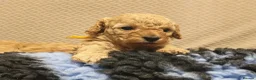 Cavapoo dogs for sale: Gorgeous Cavapoo Boy & Girl Available  in Southampton - Advert 17