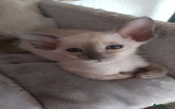 Oriental cats for sale: Full Pedigree Oriental 6 Kittens XL size ears GCCF - Image 27