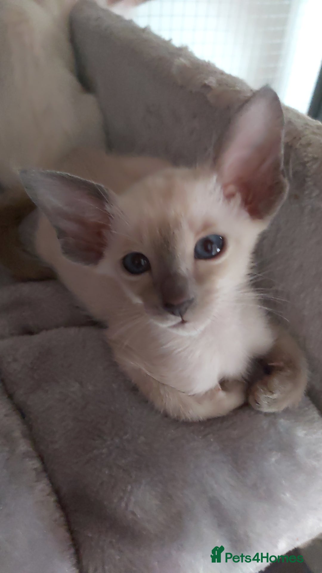 Oriental cats for sale: Full Pedigree Oriental 6 Kittens XL size ears GCCF - Image 27