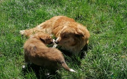 Welsh Collie dogs for sale: Pure Welsh red sheepdog collie pups - Image 8