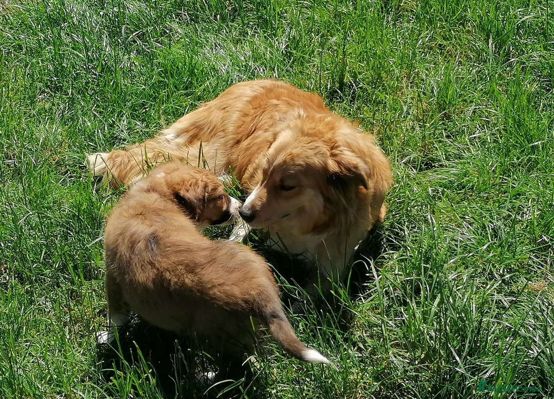 Welsh Collie dogs for sale: Pure rare Welsh red/liver/sable sheepdog pups - Advert 8