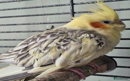 Cockatiels birds for sale: 3 cockatiels for sale - Image 9