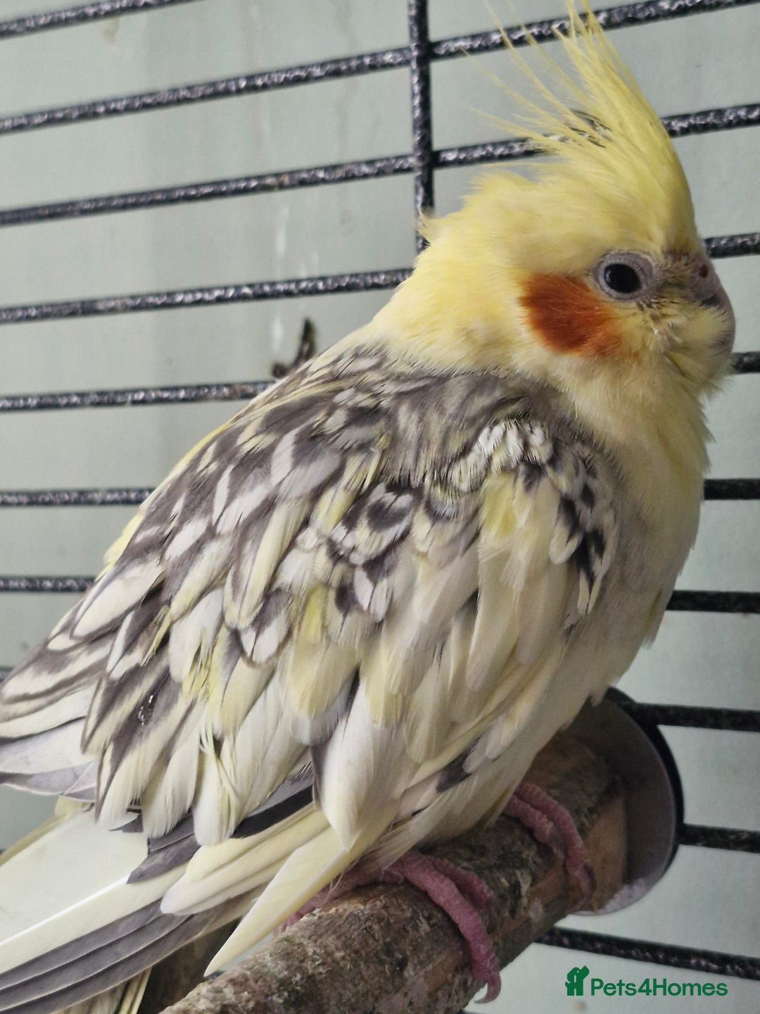 Cockatiels birds for sale: 3 cockatiels for sale - Image 9