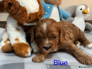 Cavapoo dogs Cavapoo puppies - Advert 3