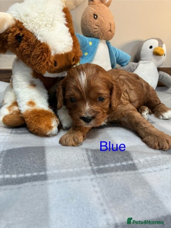 Cavapoo dogs Cavapoo puppies - Advert 4