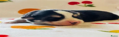 Welsh Corgi Pembroke 4