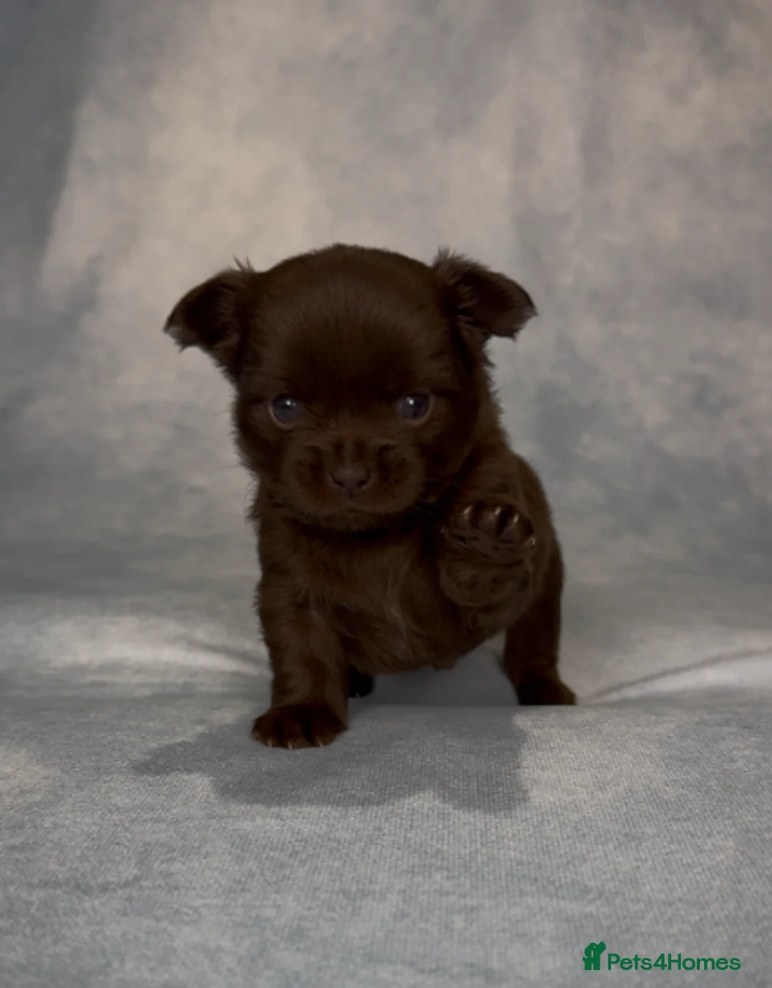 Chihuahua dogs for sale: Longhaired Chihuahua Puppies in Derby - Advert 4