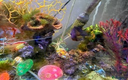 Other/Mixed Breed fish for sale: Full marine setup - Advert 3