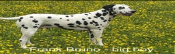 Dalmatian dogs for sale: Stunning Dalmatian puppies KC reg show winners - Advert 13