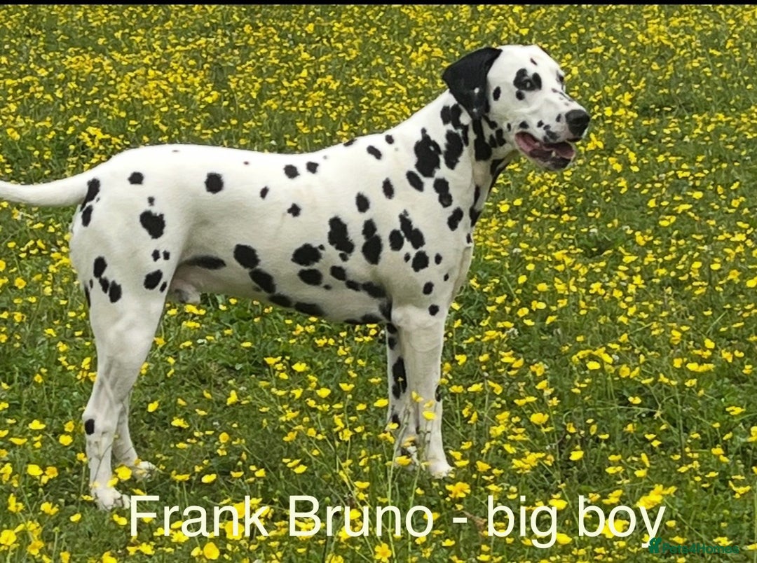 Dalmatian dogs for sale: Stunning Dalmatian puppies KC reg show winners - Image 26