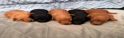 Toy Poodle dogs for sale: KC Registered Miniature Toy Poodle Puppies forSale - Advert 34