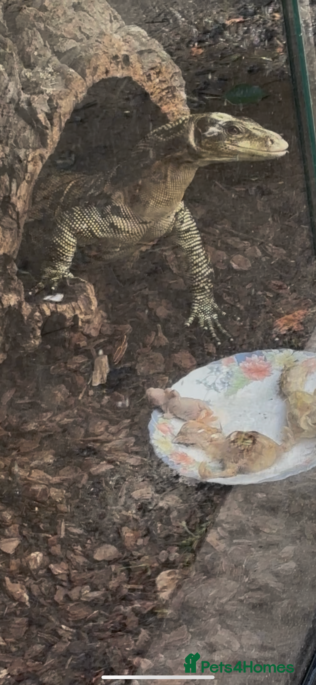 Monitor reptiles for sale: Philippines water monitor Cumungi yellow head - Advert 5