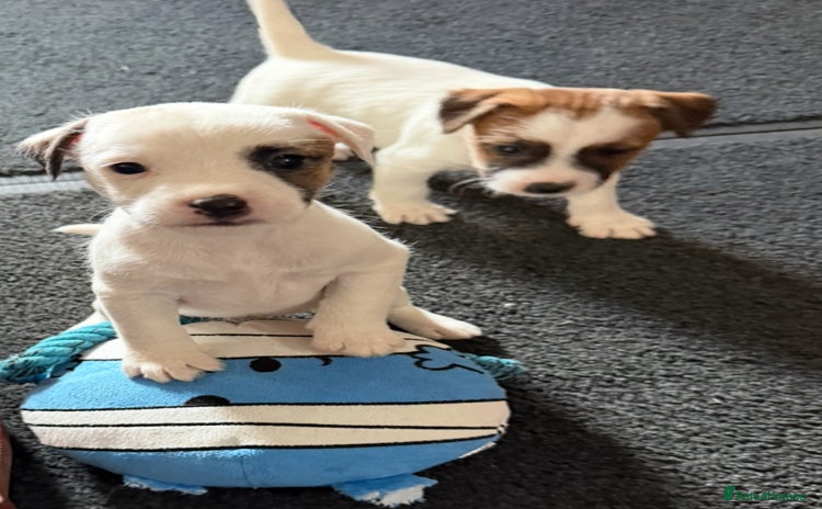 Parson Russell dogs - Advert 1