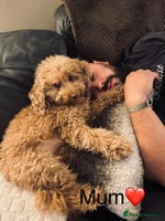 Cockapoo dogs Cockapoos ready 22.11 1 boy and 2 girls left💙🩷🩷 - Advert 7