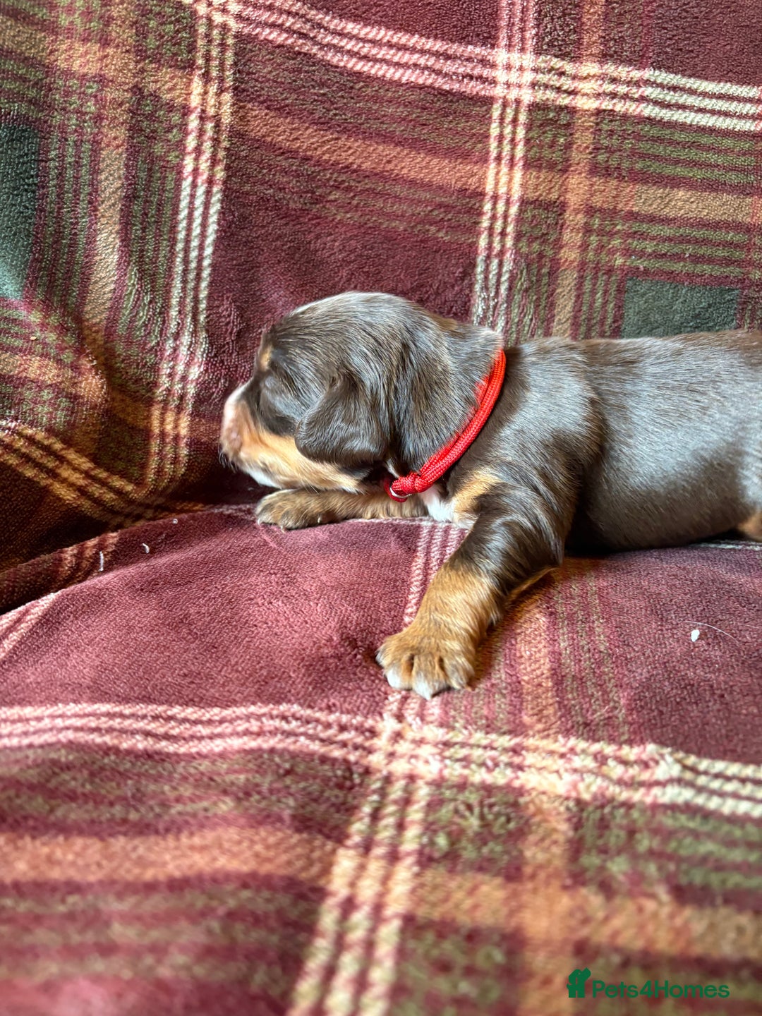 Mixed Breed dogs for sale: Beautiful Cocker X Puppies  - Advert 22