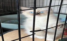Ragdoll cats for sale: Ragdoll Kittens - Image 13