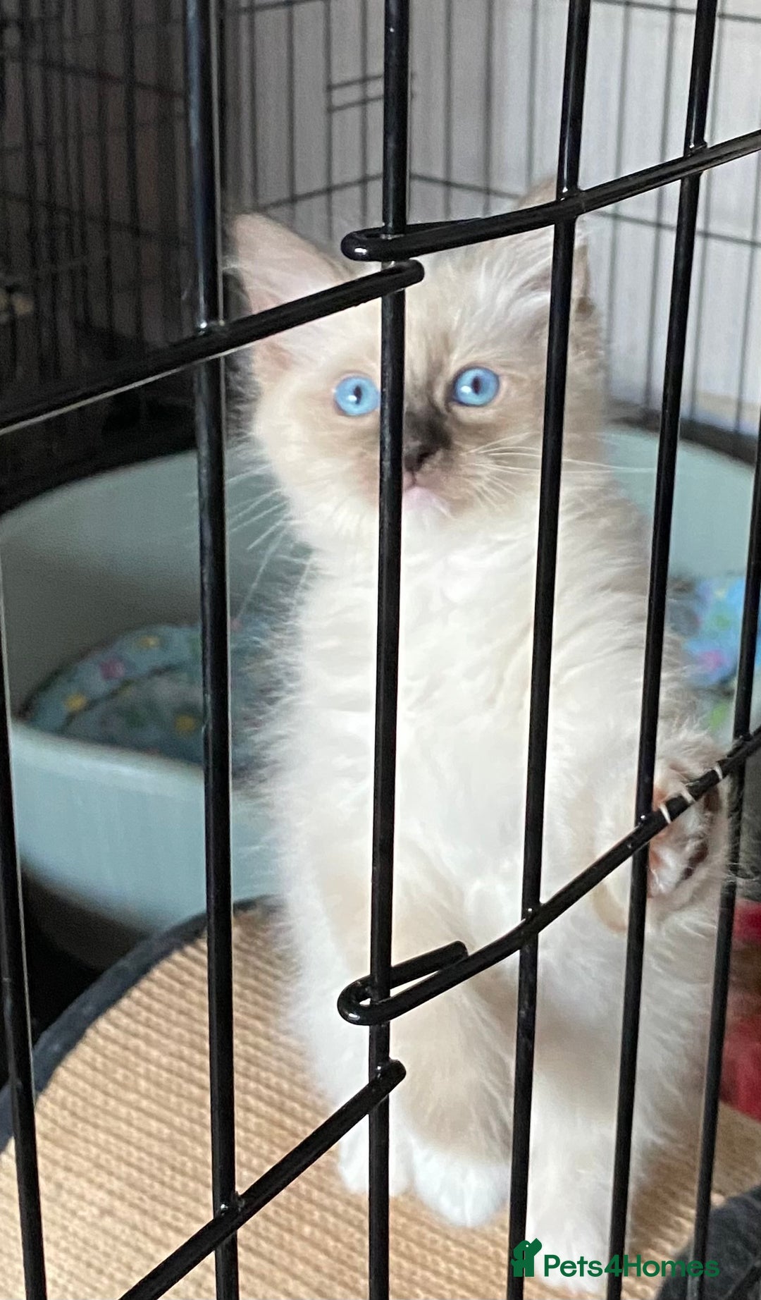 Ragdoll cats for sale: Ragdoll Kittens - Image 13