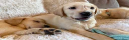 Labrador Retriever dogs for sale: ❤️💫 Superb, chunky, Golden Labrador puppies 💫❤️ in Stourbridge - Advert 17