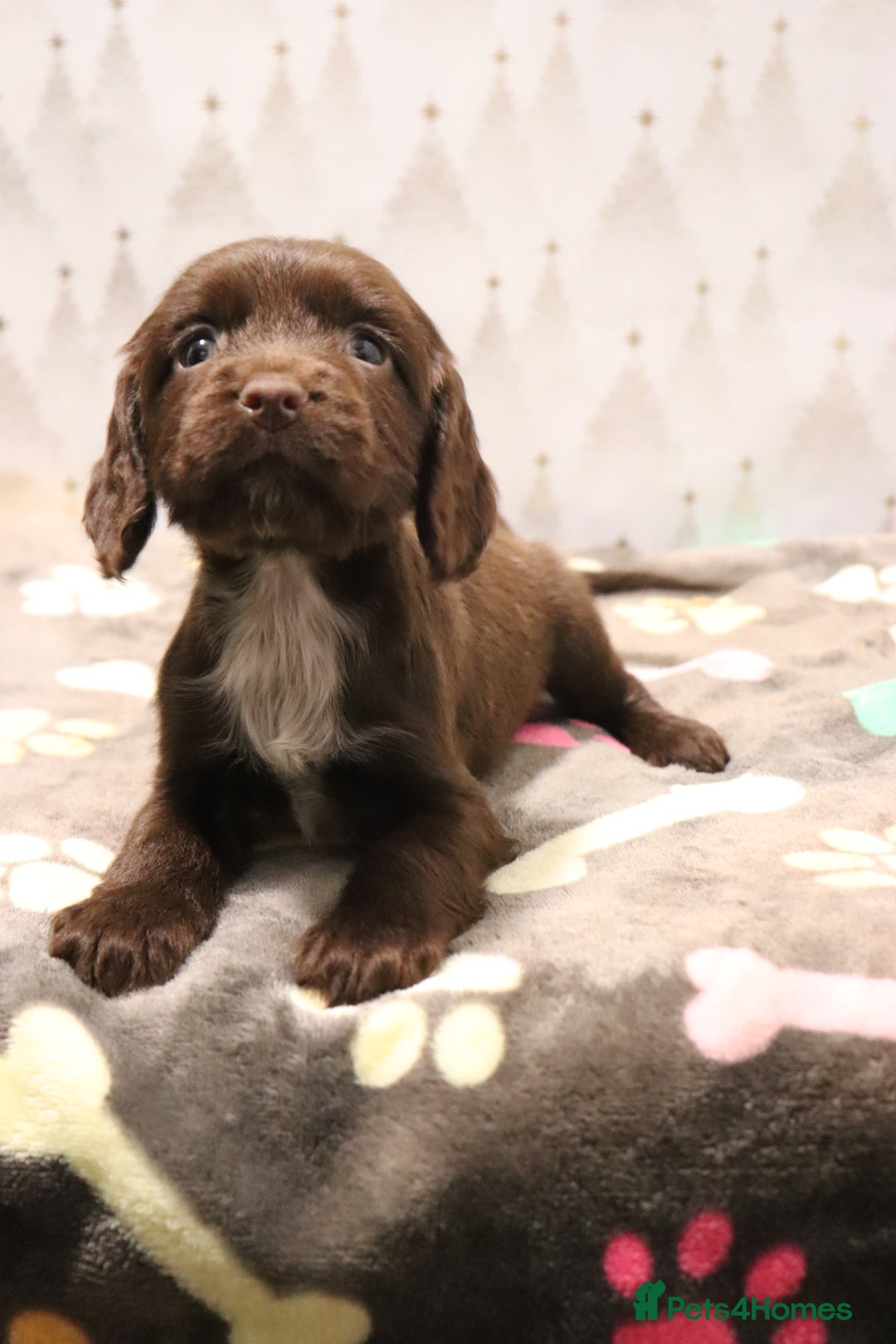 Cocker Spaniel dogs for sale: Fully Health Tested Cocker Spaniel Puppies  - Advert 24