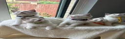 Ragdoll cats for sale:  TICA Quality Beautiful ragdoll kittens 😻🌟 - Advert 2