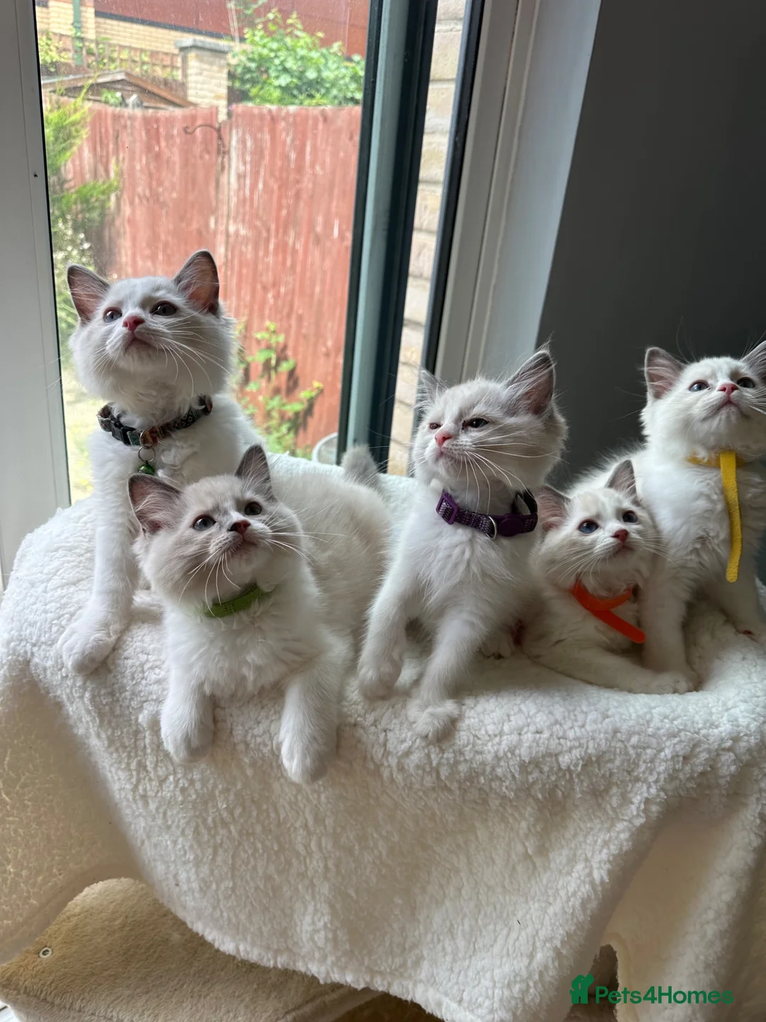 Ragdoll cats for sale:  TICA Quality Beautiful ragdoll kittens 😻🌟 - Advert 2