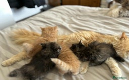 Persian cats for sale: Persian x ragdoll - Image 7